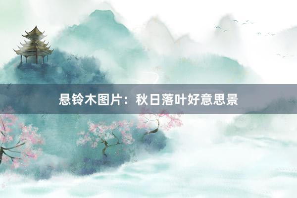 悬铃木图片：秋日落叶好意思景